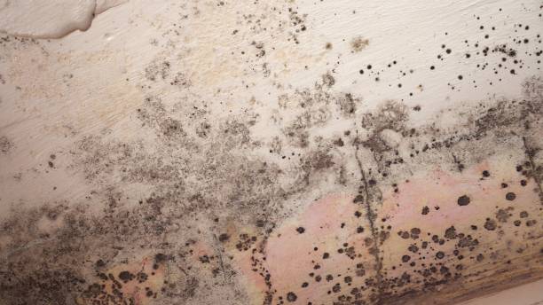 Best Mold Damage Restoration  in Blue Mountain, MS